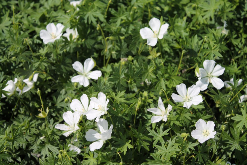 Verikurjenpolvi ´Album´