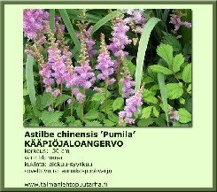 Kääpiöjaloangervo