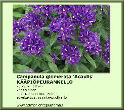 Kääpiöpeurankello