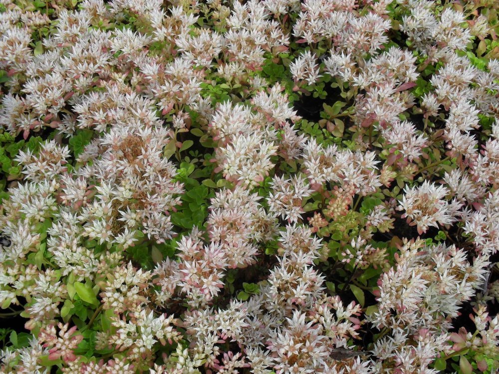 Kaukasianmaksaruoho ´Leningrad White´