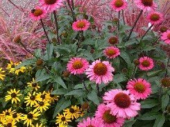 Tarhapunahattu eri lajikkeita