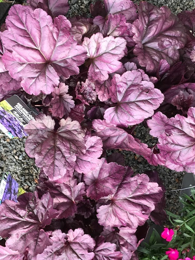 Keijunkukka 'Wildberry'