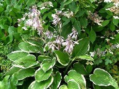 Komeakuunlilja ´Francee´