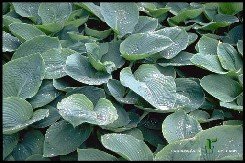 Komeasinikuunlilja 'Elegans'