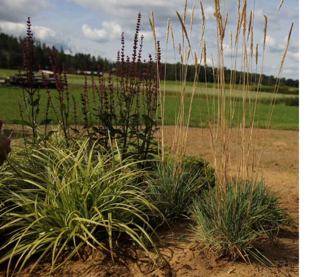 Koristekastikka 'Overdam'