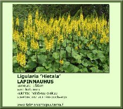 Lapinnauhus 'Hietala'