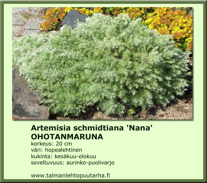 Ohotanmaruna 'Nana'