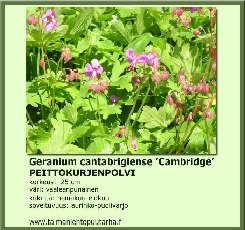 Peittokurjenpolvi 'Cambridge'