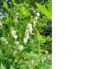 Särkynytsydän valkoinen