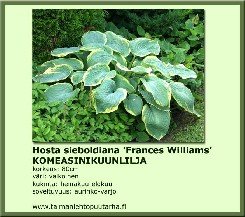 Komeasinikuunlilja ´Frances Williams´