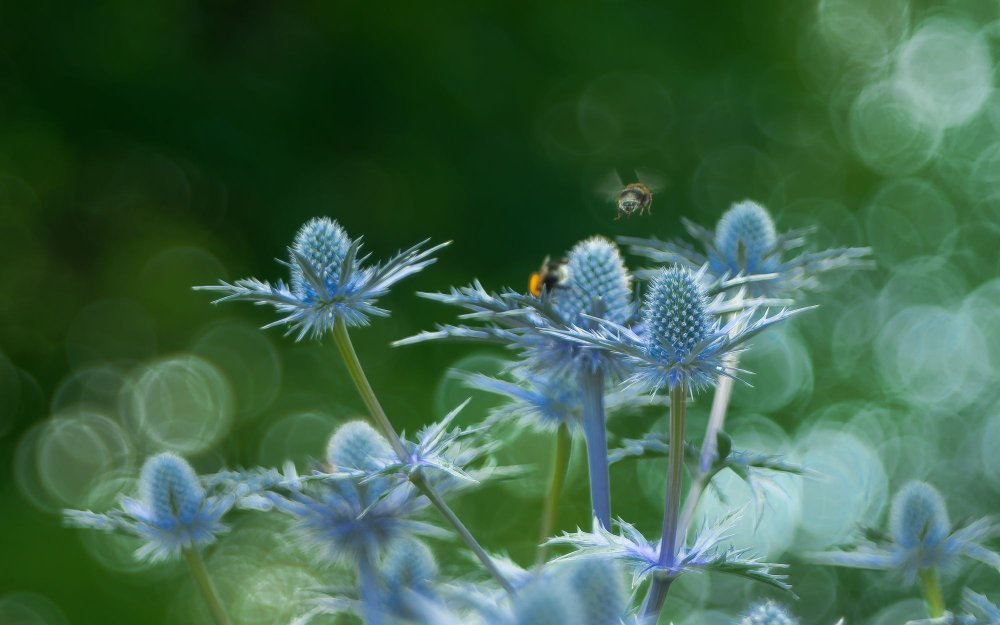 Sinipiikkiputki 'Blue Hobbit'