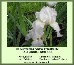 Tarhakurjenmiekka ´Immortality´