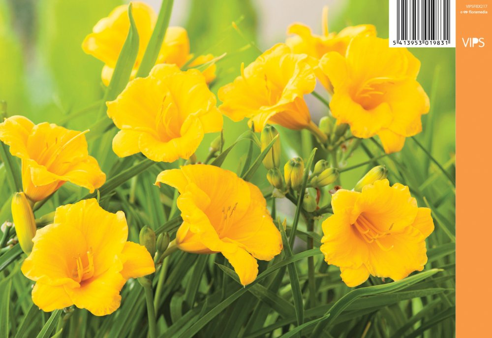 Pikkupäivänlilja 'Stella de 'Oro