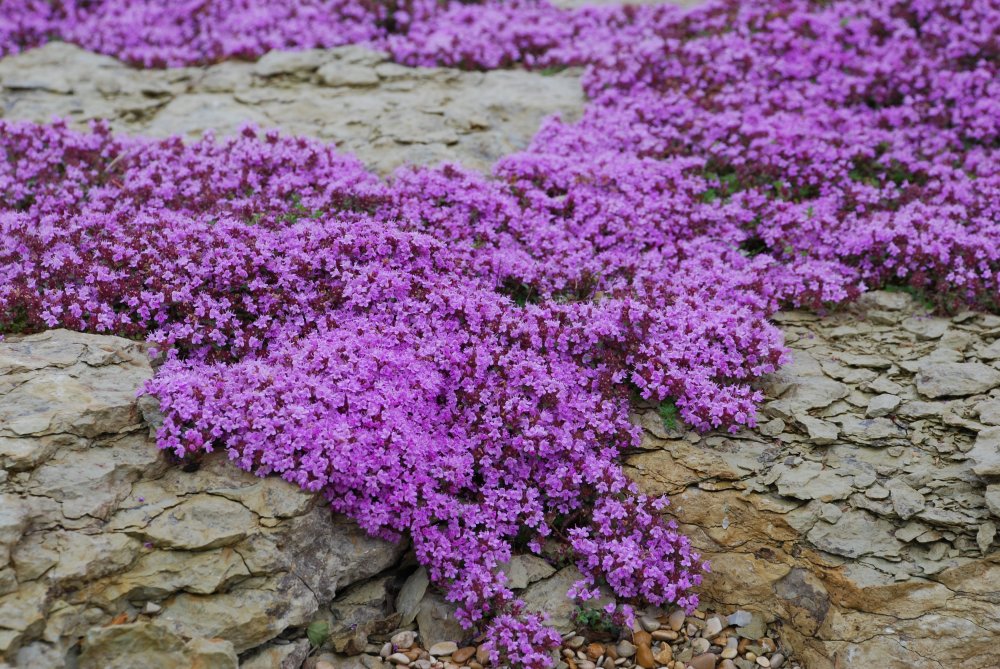 Harmaa-ajuruoho ´Coccineus´