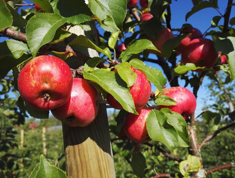 Paratiisiomena 'Chestnut'
