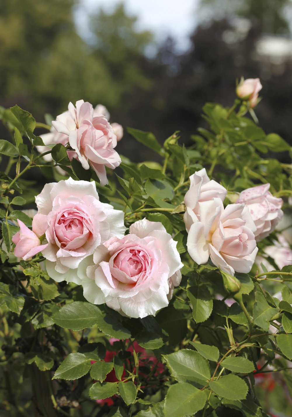 Kanadalaiset ruusut , ´Lambert Closse´