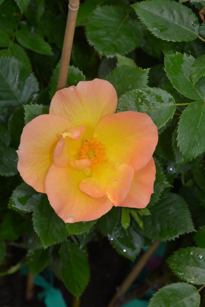 Kanadalainen ´Morden Sunrise´