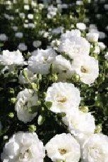 Patioruusu ` White Babyflor`