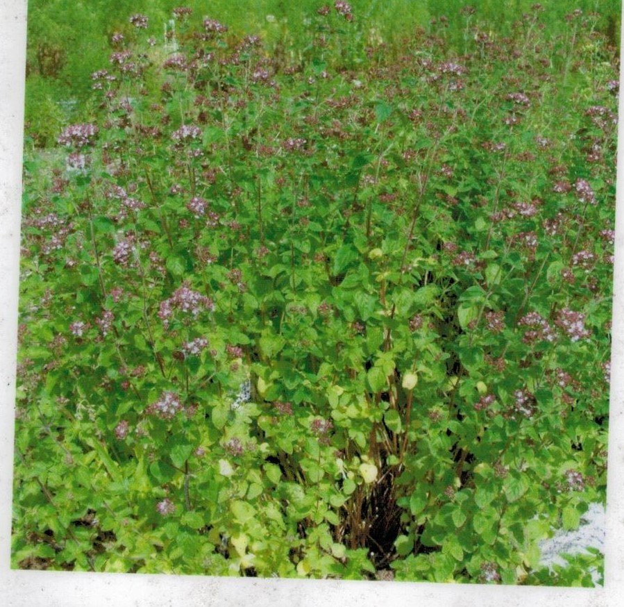 Mäkimeirami 'Compactum'