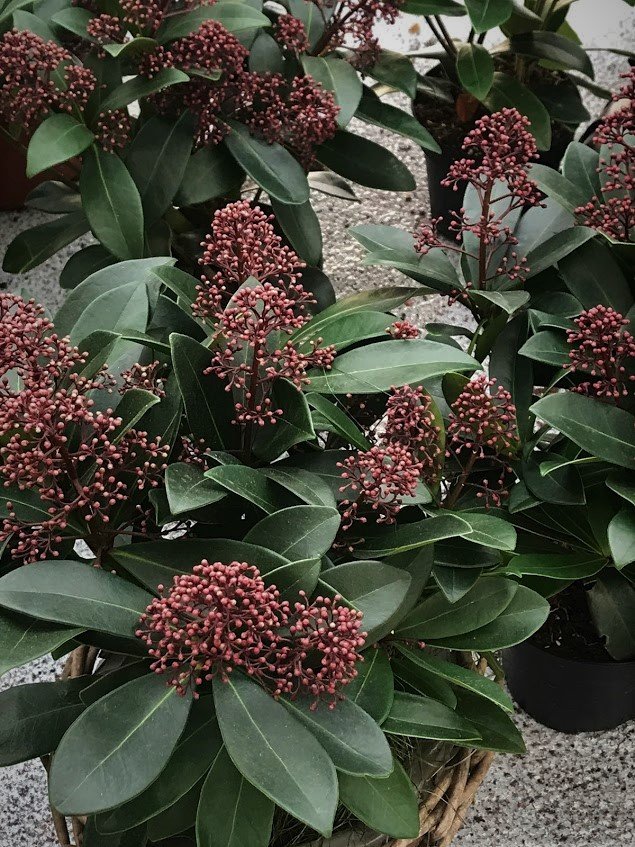 Skimmia
